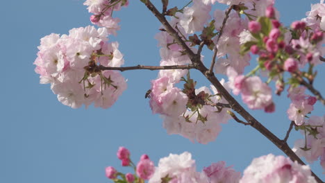 Zarte-Kirschblüten-Blühen-Vor-Einem-Klaren-Blauen-Himmel-Und-Verkünden-Die-Ankunft-Des-Frühlings