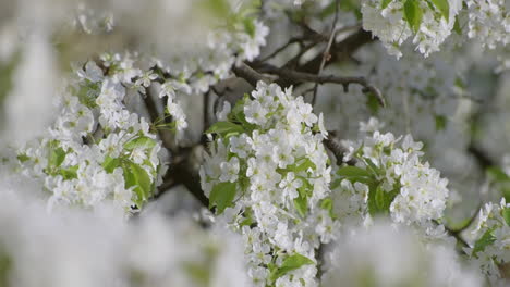 Close-up-of-white-cherry-blossom-flowers-with-delicate-petals-and-fresh-green-leaves,-heralding-the-joyous-arrival-of-spring
