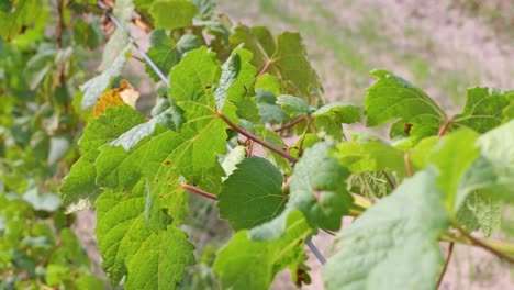 Green-Leaves-On-Grapes-On-A-Sunny-And-Windy-Day-In-The-Farm