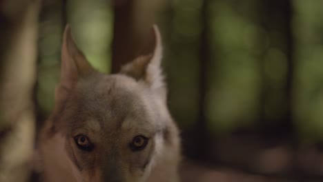 Close-up-of-a-wolfhound-in-the-forest