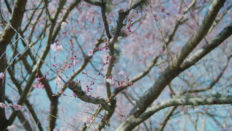 Mossy-branch-of-a-cherry-blossom-tree-in-full-bloom-with-clear-blue-sky