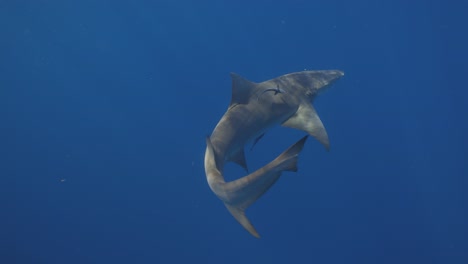 Tiburón-Limón-Nadando-Con-Remora-Lechón-Movimiento-De-Cola-En-Cámara-Lenta