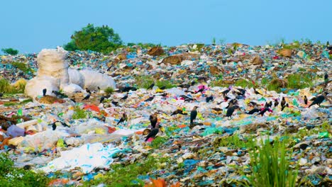 Flock-Of-Crow-Birds-Foraging-Over-Garbage-Landfill