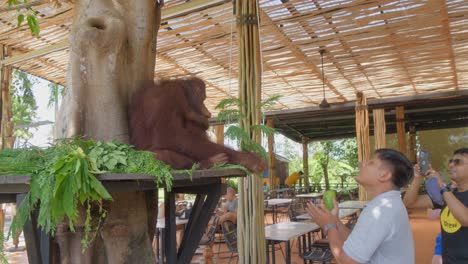 Cuidador-Alimentando-A-Un-Orangután-En-El-Zoológico-De-Bali