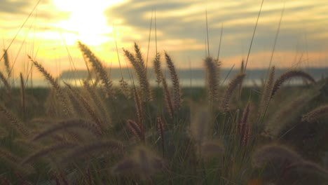 stunning-close-up-shot-of-wheat-blowing-in-the-wind-during-sunset-on-the-beach-as-the-camera-makes-a-slow-dolly-to-the-left