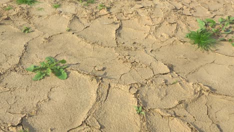 Tierra-Seca-Formando-Fisuras-Y-Grietas-De-Barro-Con-Un-Par-De-Plantas-Pequeñas-Creciendo-En-Un-Día-Soleado