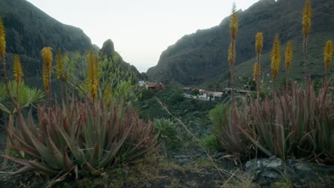 Pueblo-Pirata-De-Masca-Revelado-Detrás-De-Plantas-En-Flor-En-Tenerife,-Islas-Canarias-En-Primavera