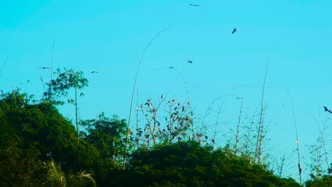 Aves-Migratorias-De-Cigüeña-Pintadas-En-El-Bosque-De-Bambú---Tiro-De-ángulo-Bajo