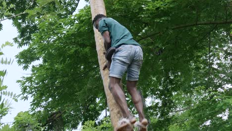 Tansanier-Klettert-Mit-Einem-Seil-An-Den-Füßen-Auf-Eine-Palme,-Um-Kokosnüsse-Zu-Pflücken