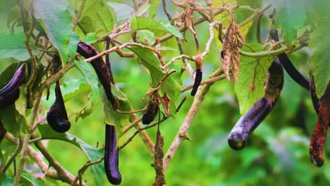 Organic-eggplants-with-rotten-one
