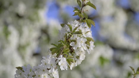 Close-up-of-white-cherry-blossom-flowers-with-delicate-petals-and-fresh-green-leaves-against-blue-sky,-heralding-the-joyous-arrival-of-spring