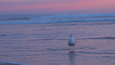 A-Seagull-standing-in-the-water-during-sunset-while-another-bird-flies-across-the-shot