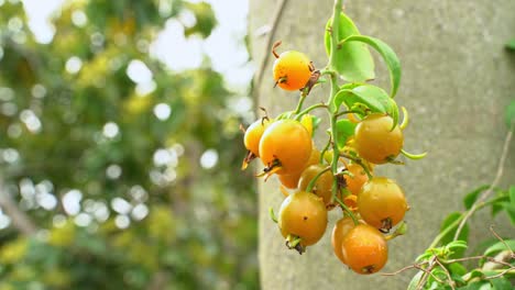 Impresionante-Foto-De-Grosella-Espinosa-De-Barbados-Colgando-De-Una-Vid-Madura-Y-Lista-Para-La-Cosecha-En-El-Jardín-Botánico-De-Frutas-Tropicales