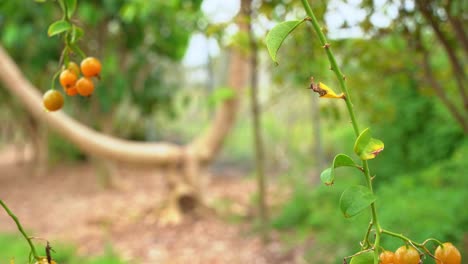 Schöne-Schwenkaufnahme-Von-Barbados-Stachelbeere-Auf-Rebe-Tropische-Früchte-Beeren-Auf-Pflanzlicher-Basis