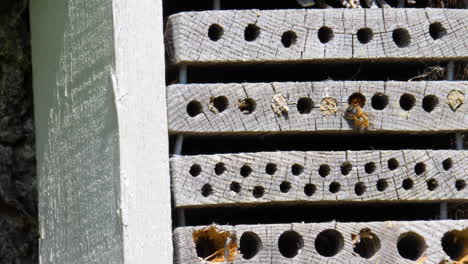 Bee-Entering-Insect-Hotel-in-Close-up-Flight
