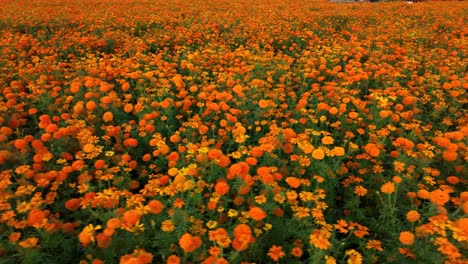 Aerial-footage-of-a-marigold-flower-field