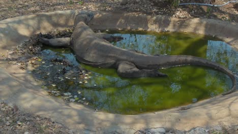 Dragón-De-Komodo-Tumbado-En-Un-Pequeño-Estanque-De-Hormigón.