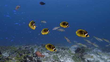 Butterfly-fish,-banner-fish-and-other-colorful-fish-on-a-tropical-coral-reef,-tuamotu-archipelage,-french-polynesia,-tahiti,-south-pacific-ocean