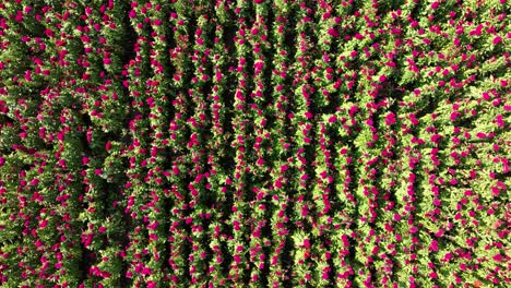 Drone-footage-showing-a-flower-field-in-the-harvest-season