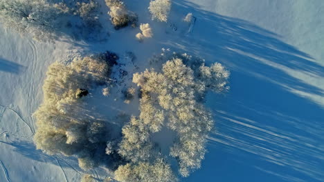 árboles-Cubiertos-De-Nieve-Con-Sombra-En-El-Paisaje-Nevado-Durante-El-Amanecer-En-Invierno