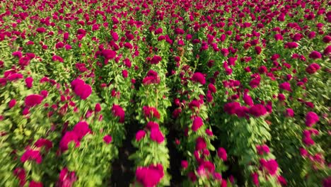 Video-Drone-De-Un-Cultivo-Completo-De-Flores-De-Terciopelo-En-Puebla,-México