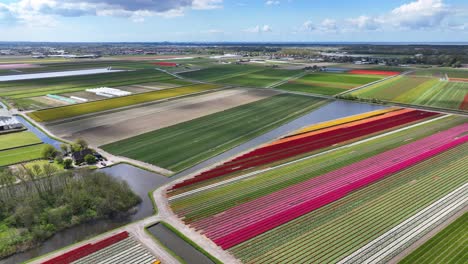 Drone-flight-around-colorful-tulip-fields