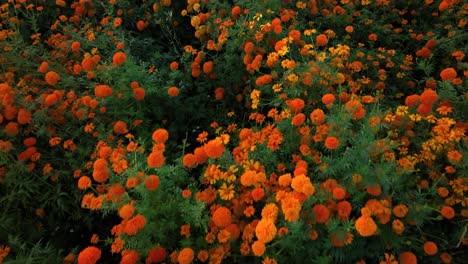 Footage-of-a-marigold-flower-crop-in-México