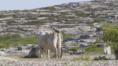 Vista-De-Una-Vaca-Blanca-Pastando-Desde-Atrás,-Un-Vasto-Paisaje-Rocoso-Y-Costero-De-Fondo