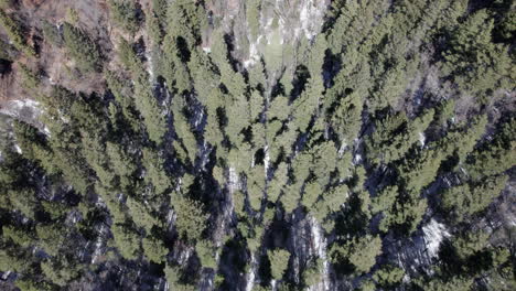 Aerial-top-down-view-of-wintery-snow-covered-pine-trees-in-a-mountain-forest