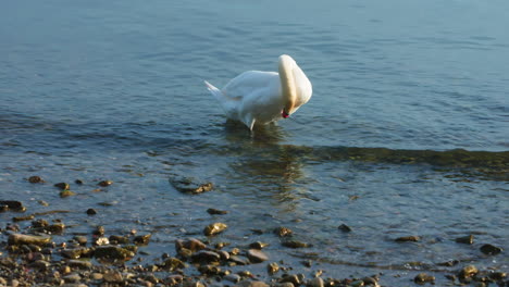 Cisne-Cerca-De-La-Orilla-Acicalándose-Plumas-En-Cámara-Lenta