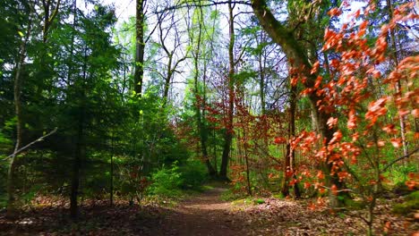 Ruhiger-Waldweg-Mit-Frühlingslaub