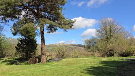 Pine-and-beech-trees-in-a-garden-blowing-in-the-wind