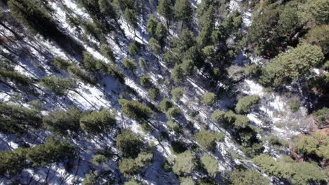 Aerial-top-down-of-dense-pine-forest-in-winter-as-the-snow-has-started-melting