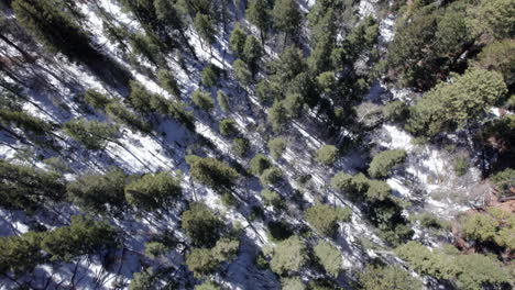 Antena-Arriba-Abajo-De-Un-Denso-Bosque-De-Pinos-En-Invierno-Cuando-La-Nieve-Ha-Comenzado-A-Derretirse