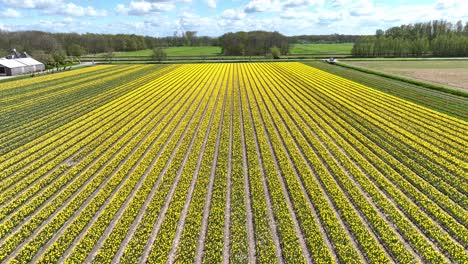 Drone-flight-over-yellow-flower-fields