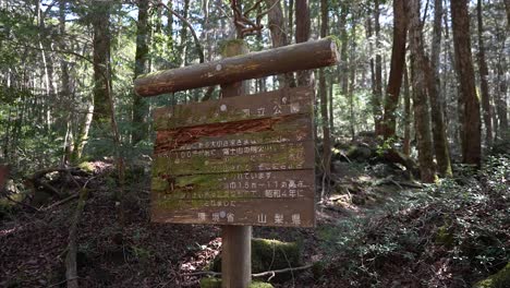 Japan,-Aokigahara-Wald,-Meer-Aus-Bäumen-Oder-Selbstmordwald,-Fuji