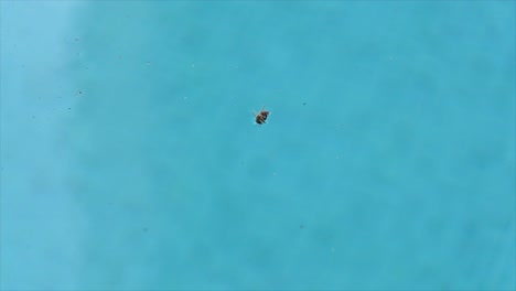 A-honeybee-floats-on-the-pool-water-after-falling-into-it