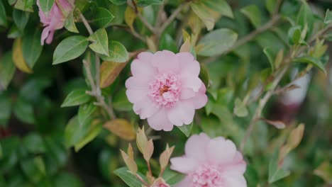 Zarte-Rosa-Blüten-Mit-Komplizierten-Zentren-Vor-üppigem-Grünem-Laub
