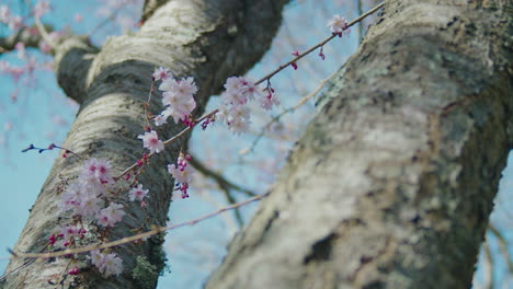 árbol-De-Cerezo-Con-Musgo-Verde-Y-Bonitas-Flores-Rosadas