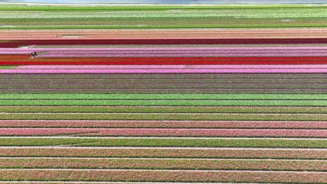 Drone-flight-over-colorful-tulip-fields-in-the-Netherlands