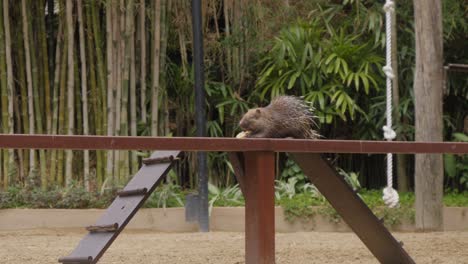 Sunda-porcupine-or-Javan-porcupine-eating-while-sitting-on-a-wooden-fence