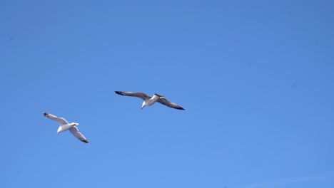 Gaviotas-En-Vuelo-Contra-El-Cielo-Azul-En-Un-Día-Soleado