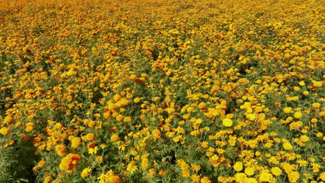 Video-of-a-marigold-flower-or-cempasúchil-flower-field