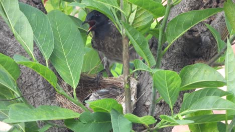 Red-vented-bulbul-bird-relaxing-with-chicks