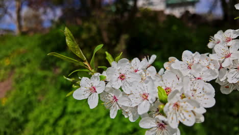 Wunderschöner-Kirschblüten-Sakura-Zweig-Im-Frühling-An-Einem-Sonnigen-Tag