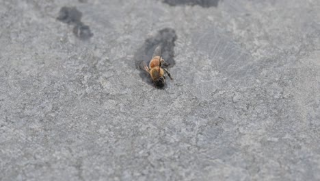 An-injured-honeybee-lying-on-the-ground-after-falling-into-a-water-pool