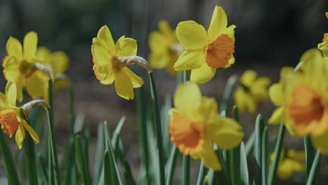 Yellow-and-Orange-daffodils-gently-swaying-in-the-wind