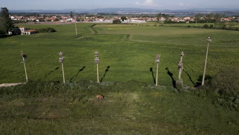 Stork-nests-on-poles-over-a-lush-field-with-a-cow,-in-Murtosa,-Aveiro,-Portugal---aerial