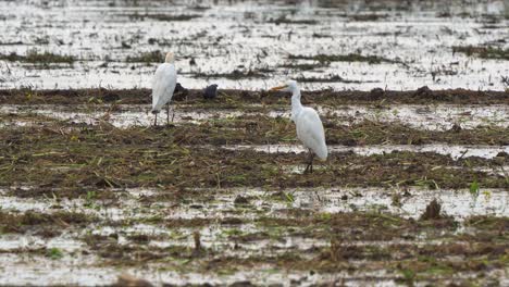 Close-up-shot-of-great-egret-low-flying-across-the-harvested-wet-paddy-fields