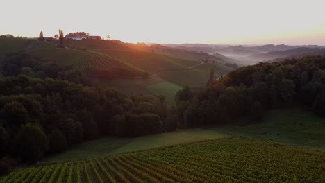 grapevine-field-in-styria-Austria-cinematic-droneshot